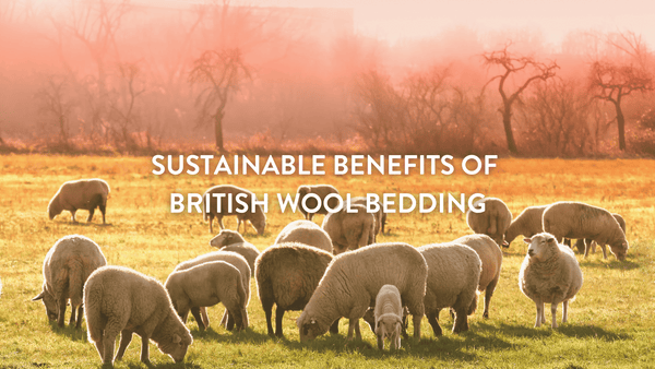 British wool sheep grazing in the early morning in a meadow 